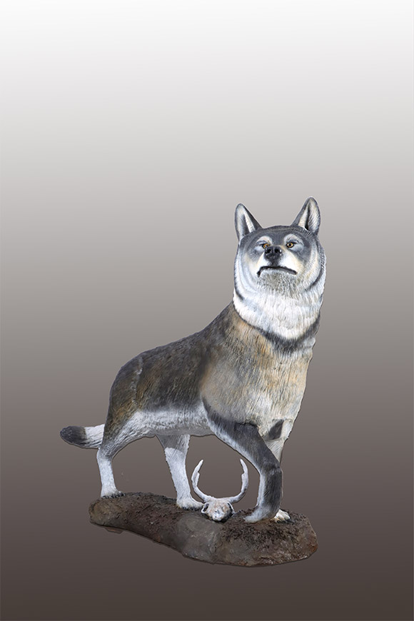 LIFE-SIZE TIMBER WOLF