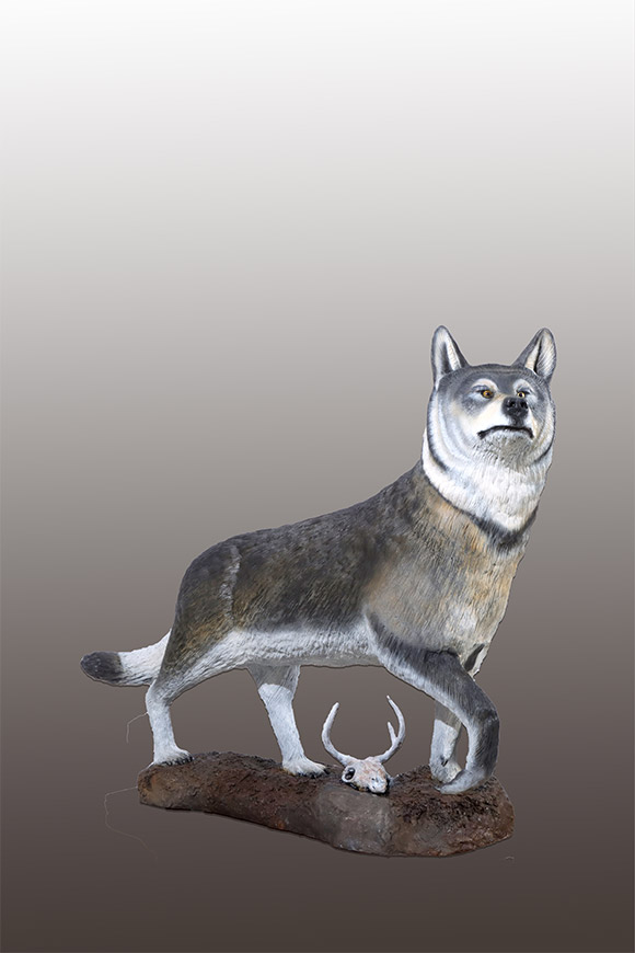 LIFE-SIZE TIMBER WOLF